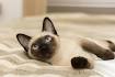 Cat Breeds That Stay Small - Pet Central by Chewy
