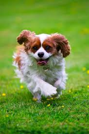 Help Your Pets Achieve Their New Year S Resolutions Of Staying Healthy Pets Hyper Dog Cavalier King Charles Dog