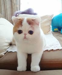 Basak Adli Kullanicinin Kedi Panosundaki Pin Cute Cat Breeds Cute Cats Ve Cats