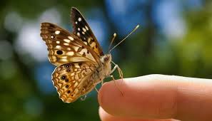 Butterfly dream interpretation and meaning: Brown Butterfly Meaning And Symbolism