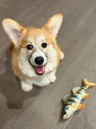 Teddy's just woke up been having a Power Nap