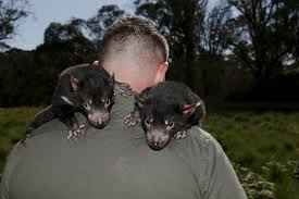 This page contains tasmanian devil facts for kids and adults and is part of our australian animals series. Back Down Under Tasmanian Devils Return To Australia S Mainland After 3 000 Years World Economic Forum