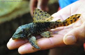 Planetcatfish Com Peckoltia Sp L061 Cool Fish Aquarium Catfish Freshwater Aquarium Fish