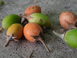 Image result for Manilkara kauki