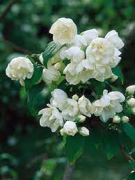 Fragrant Options For The Garden Fragrant Flowers Fragrant Plant Garden Shrubs