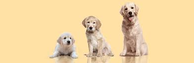 Golden Retriever Growth Chart Pictures Www