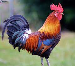 Gallo