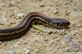 Yellow Snake With Black Spots Viewing Gallery Yellow Snake Black Spot Snake