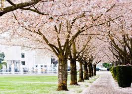 No matter where you live, you can grow these delicious varieties with ease. Where To See Cherry Blossoms In The Us The Complete List