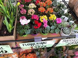 ← trader joe's roasted seaweed snack. Traders Joe S Spring Deals Succulents Flowering Minis More