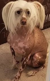 Volunteer to walk therapy dog at Hawthorne Gardens