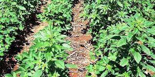 We did not find results for: Texas Cotton Rain Fed Weeds Require Mid Season Control Agfax