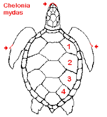 Marine Turtles Characteristics Key To The 7 Marine Species Ecology Habitat And Range Behavior