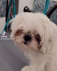 Check spelling or type a new query. Blissful Pet Grooming Home Facebook