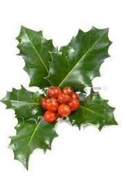 Holly Leaves Stock Photos Images Royalty Free Holly Leaves Images And Pictures Elegant Christmas Tree Decorations Holly Berries Christmas Tree Inspiration