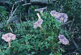 Image result for Convolvulaceae