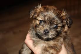 We are accepting deposits to hold your place in line for our upcoming havanese. Havanese Puppies For Sale In Northern Michigan Bmo Show
