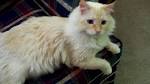 Ragdoll Cat Breed Facts, Photos, and Care Tips | PetHelpful