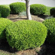 Image result for Buxus