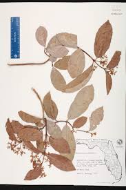 Image result for Hippocratea