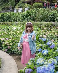 大梯田繡球花 20190521 大梯田繡球花陽明山繡球花竹子湖夫婦ごはん新婚ごはんhydrangea 網美景點ig打卡熱點poptour台北poptour mag canonphotography canon6d taiwan1 dcard photography