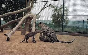 Subpopulations are isolated and not larger than 50 mature individuals. Successful Birth Of Arabian Leopard Cubs New Beacon Of Hope In Saudi Bid To Save Species From Extinction Culture Minister Arab News