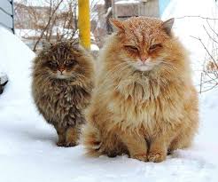 Gambar kucing lucu, imut dan paling menggemaskan sedunia. 10 Baka Kucing Paling Cantik Dan Comel Dalam Dunia Iluminasi