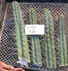 It's a plant i've been working with for over eighteen years by now, strictly. San Pedro Cactus San Pedro Cactus Relatives Cuttings Of Trichocereus Peruvianus 4 Lbs San Pedro Cacti San Pedro Cactus