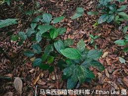 Image result for Albertisia