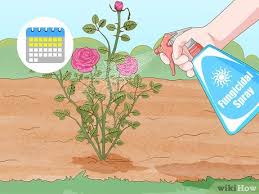 Alibaba.com offers 22,304 rose sprays products. How To Control Black Spot On Roses With Pictures Wikihow