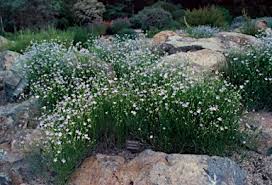 Image result for Wahlenbergia capillacea