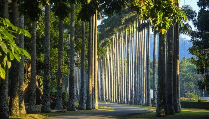 Royal Botanical Gardens Peradeniya Mahaweli River orchid house bamboo grove palm avenue 147 acres Asia Sri Lanka Kandy