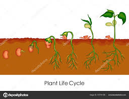 Education Chart Of Biology For Plant Life Cycle Diagram