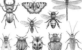 Is an 'insect apocalypse' actually happening? | Greenbiz