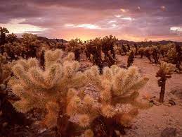 Sunset In Cholla Cactus Garden Overcast Sunset In The Cholla Cactus Garden In J Sponsored Garden Overcast Cactus Cactus Garden Outdoor Gardens Cactus