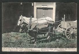Horse & Cow wagon Auto-mo-hay Barton VT ...
