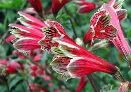 Image result for Alstroemeria pulchella