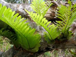 Image result for Drynaria