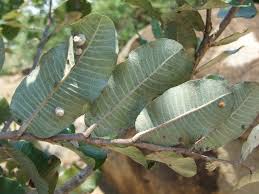 Image result for Parinari