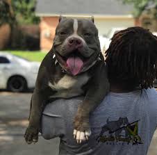 Find the perfect puppy for sale in houston, texas at next day pets. Martin Family Bullyz Designer American Bully Breeder Houston Texas