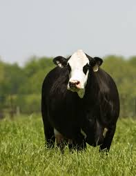 Black And White Cow Name Alabama Cattle Cow Pictures Farm Cow Cow Calf