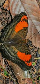 Black And White Spotted Moth Pa Pin By Gok Soo Chin On Borboletas Butterflies Butterfly Beautiful Butterflies Animals
