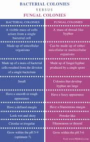 Difference Between Bacterial And Fungal Colonies Pediaa Com