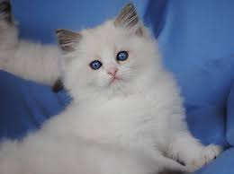 Two black kittens maine coon x persian ruthwilliams67886. Available Ragdoll Kittens Ragdolls Kittens For Sale Ohio Ragdoll Kitten Kitten For Sale Ragdoll Cat