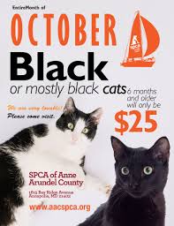 Adopt a beautiful black cat from a uk cat rescue shelter near you. Adopt A Black Cat Spca Of Anne Arundel County