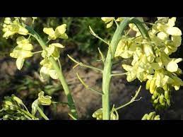 How to cook collard greens. Collard Seed Pod Formation Youtube
