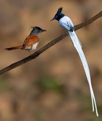Pin On Birds