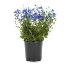 Image result for Delphinium leroyi