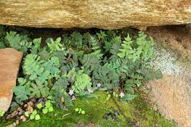 Image result for Cheilanthes inaequalis