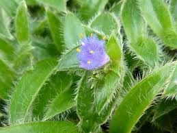 Image result for Cyanotis